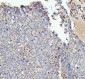 Anti-ACAA2 Rabbit Monoclonal Antibody